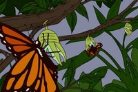 Screengrab thumbnail