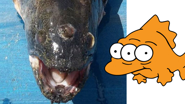 Real Life “Blinky” found near Nuclear Power Plant